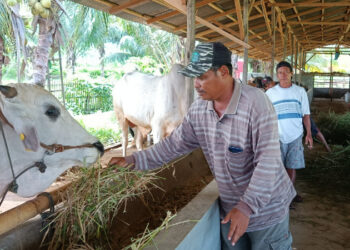 Pani Gold Project Siap Sediakan Kebutuhan Hewan Kurban Dari Kelompok Peternak Sapi Binaan