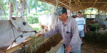 Pani Gold Project Siap Sediakan Kebutuhan Hewan Kurban Dari Kelompok Peternak Sapi Binaan