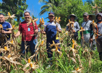 Kalapas Pohuwato Bersama Warga Binaan Melakukan Panen Jagung Di Kebun Milik Lapas
