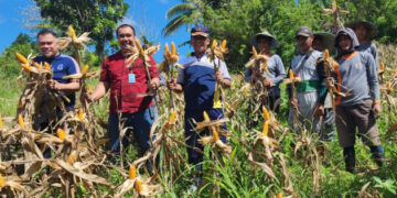 Kalapas Pohuwato Bersama Warga Binaan Melakukan Panen Jagung Di Kebun Milik Lapas