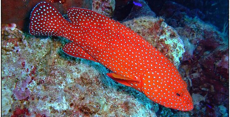 DPRD Gorut Dukung Ekspor Komoditi Ikan Kerapu Sunu