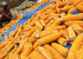 Harga Jagung Turun, DPRD Gorut Minta Perhatian Pemerintah