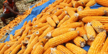Harga Jagung Turun, DPRD Gorut Minta Perhatian Pemerintah