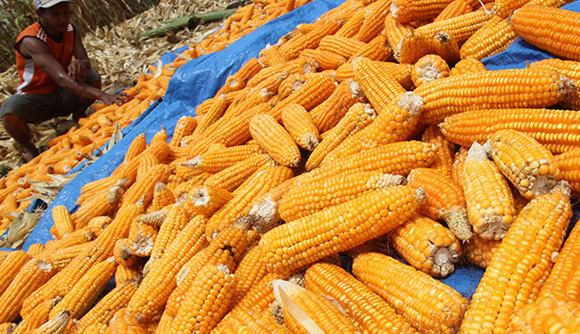 Harga Jagung Turun, DPRD Gorut Minta Perhatian Pemerintah