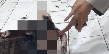 Heboh, Warga Desa Lubuk Sakat Temukan Bayi Sudah Tidak Bernyawa