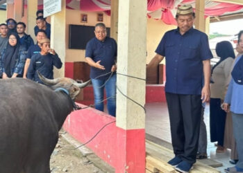 Momentum IdulAdha, PT. AGIT Salurkan 9 Hewan Kurban Pada Warga Pelabuhan