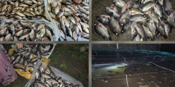 Listrik Gorontalo Padam, Kelompok Pemuda Desa Hutadaa Alami Kerugian Puluhan Juta Rupiah