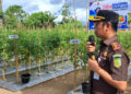 Jaksa Mandiri Pangan, Gelar Panen Tomat bersama Pemerintah dan Petani Tomat