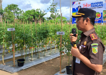 Jaksa Mandiri Pangan, Gelar Panen Tomat bersama Pemerintah dan Petani Tomat