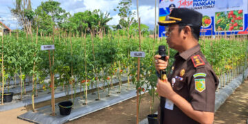 Jaksa Mandiri Pangan, Gelar Panen Tomat bersama Pemerintah dan Petani Tomat