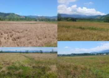 Petani Mootilango Sedih Ditengah Persiapan Pelaksanaan PENAS 2026