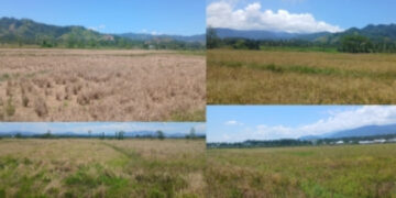 Petani Mootilango Sedih Ditengah Persiapan Pelaksanaan PENAS 2026 