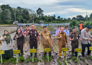 Jejak Langkah di Pematang Sawah, Kejari Bangka Tengah Tegaskan Komitmen Ketahanan Pangan