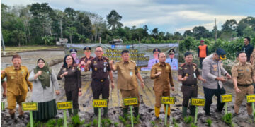 Jejak Langkah di Pematang Sawah, Kejari Bangka Tengah Tegaskan Komitmen Ketahanan Pangan